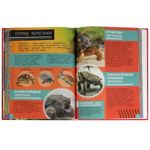 Животные Красной книги. Подарочная энциклопедия. 210х280мм. 256стр. Умка в кор.6шт- купить в магазине Кассандра, фото, 9785506076742, 