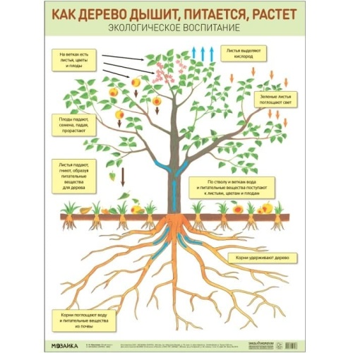 Плакат.Как дерево дышит, питается, растет- купить в магазине Кассандра, фото, 9785431527036, 