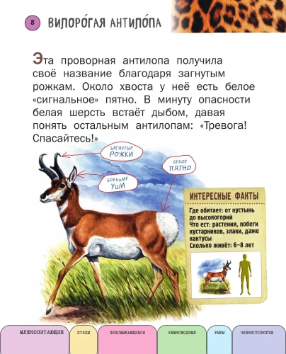 Все животные с крупными буквами- купить в магазине Кассандра, фото, 9785699909131, 