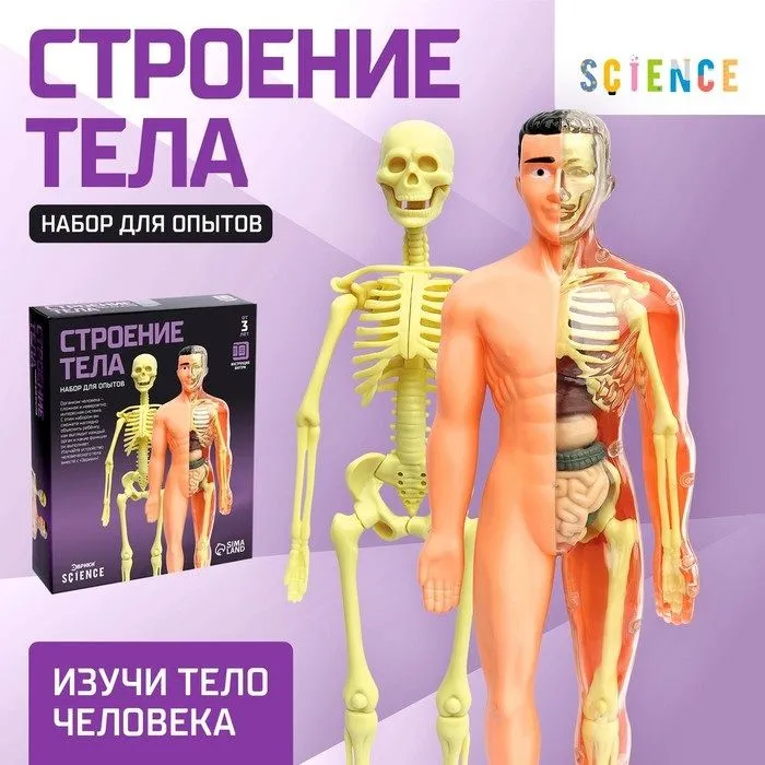 Научный опыт ЭВРИКИ "Строение тела" №SL-00702B   2772939 - купить в магазине Кассандра, фото, 6900027729394, 