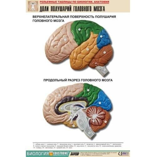 Рельефная таблица  Доли и извилины нижней поверхности полушарий головного мозга ( А1) - купить в магазине Кассандра, фото, , 