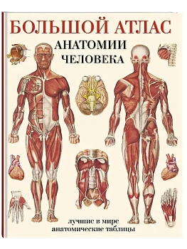 Большой атлас анатомии человека - купить в магазине Кассандра, фото, 9785170779109, 