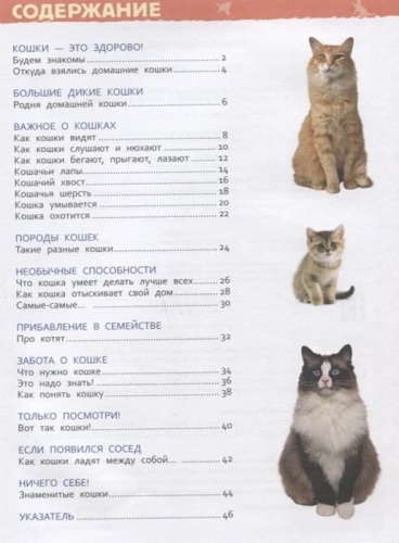 Кошки и котята (Энциклопедия для детского сада)- купить в магазине Кассандра, фото, 9785353087762, 