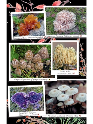 Импортировано из Wildberries