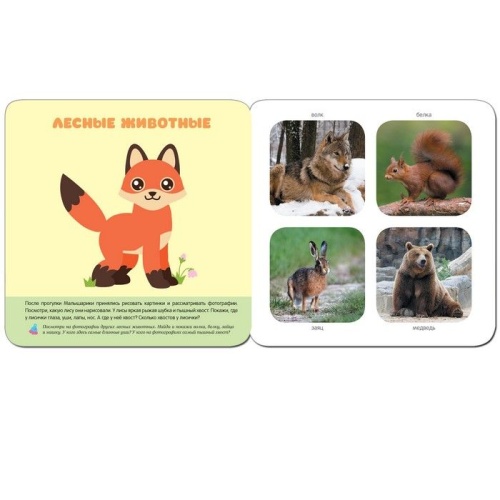 Малышарики. Курс раннего развития 2+. В лесу- купить в магазине Кассандра, фото, 9785431512797, 