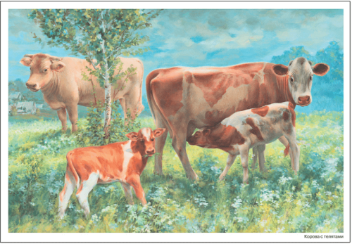 ФГОС.нов.Картины из жизни домашних животных. 3-7 лет. ФГОС .- купить в магазине Кассандра, фото, 9785431519079, 