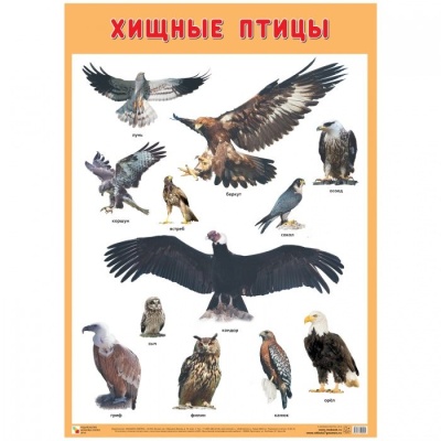 Развивающие плакаты. Хищные птицы- купить в магазине Кассандра, фото, 9785431519055, 
