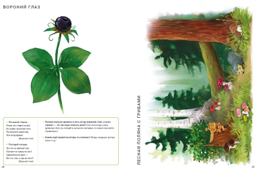 Тематич.слов.в картин.:Мир растений и грибов.Грибы,ягоды- купить в магазине Кассандра, фото, 9785921906389, 