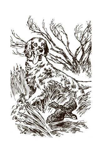 Белый Бим Черное ухо. Повесть.- купить в магазине Кассандра, фото, 9785907546417, 