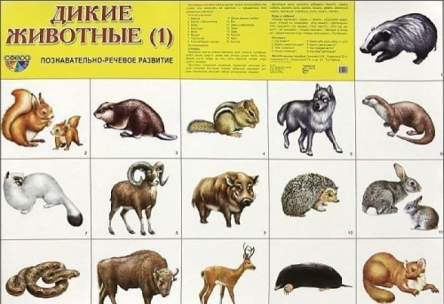 Демонстрационный плакат СУПЕР А2 Дикие животные (1)- купить в магазине Кассандра, фото, 9785994904930, 
