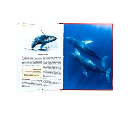 Красная книга России. Энциклопедия для детей.- купить в магазине Кассандра, фото, 9785378321100, 