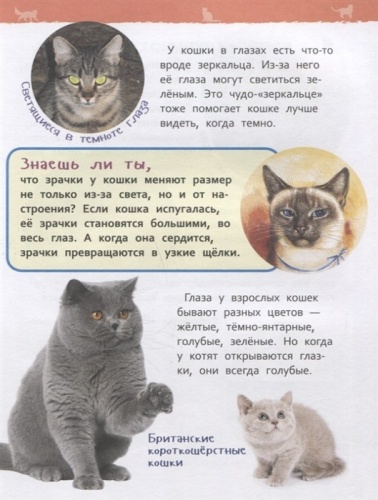 Кошки и котята (Энциклопедия для детского сада)- купить в магазине Кассандра, фото, 9785353087762, 