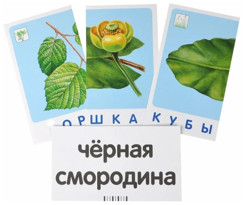 ОМ1.Дуб. Мир растений- купить в магазине Кассандра, фото, 9785811250837, 