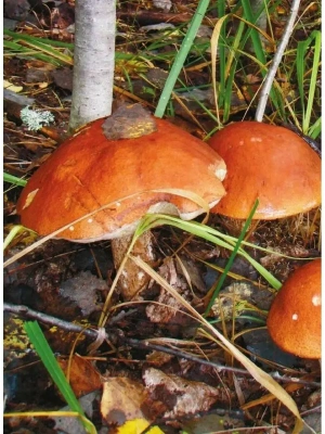 Импортировано из Wildberries