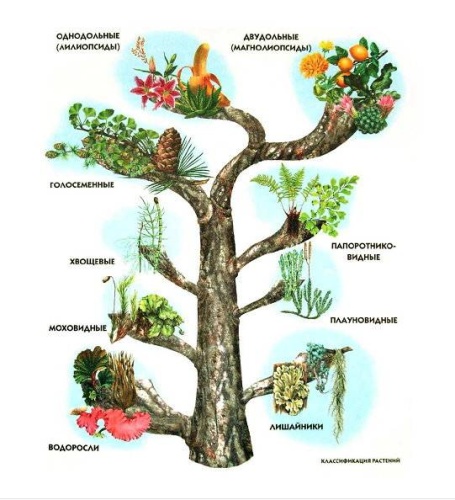 Полная энциклопедия.Растения- купить в магазине Кассандра, фото, 9785699886951, 