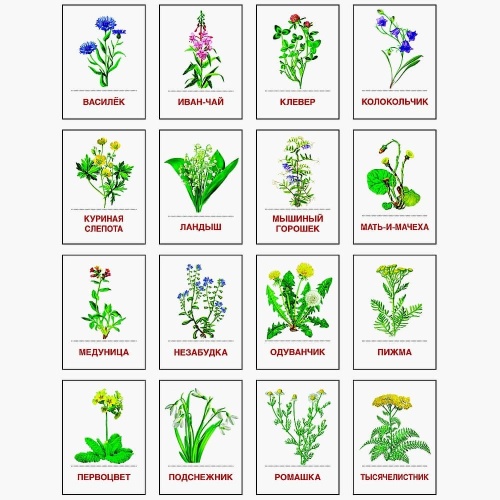 Дем. картинки СУПЕР Цветы полевые.16 демонстр.картинок с текстом(173х220мм)- купить в магазине Кассандра, фото, 9785994910207, 