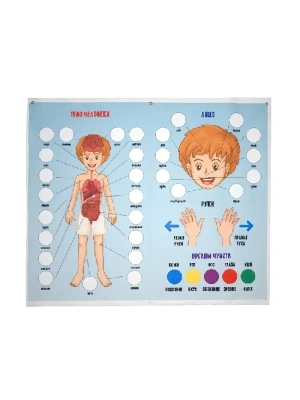 Игры из ковролина.Панно.Тело человека- купить в магазине Кассандра, фото, , 