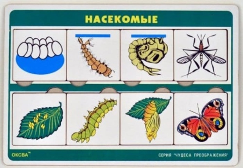 Рамка-вкладыш.Чудеса преображений.Насекомые- купить в магазине Кассандра, фото, , 