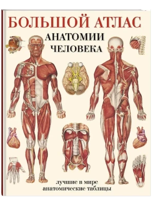 Большой атлас анатомии человека- купить в магазине Кассандра, фото, 9785170779109, 