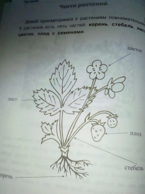 СПРАВОЧНИК. Растения: деревья, кустар. , травы- купить в магазине Кассандра, фото, , 