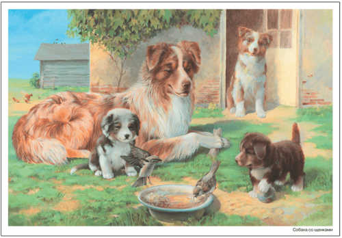 ФГОС.нов.Картины из жизни домашних животных. 3-7 лет. ФГОС .- купить в магазине Кассандра, фото, 9785431519079, 