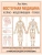 Восточная медицина. Атлас исцеляющих точек — фото, ISBN 9785171371951