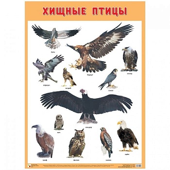 Развивающие плакаты. Хищные птицы - купить в магазине Кассандра, фото, 9785431519055, 