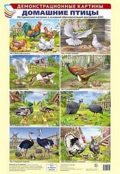 Демонстрационные картины. ДОМАШНИЕ ПТИЦЫ. Методич. мат-л к ООП ДОО. 8 картин А3+ - купить в магазине Кассандра, фото, 9785994918012, 