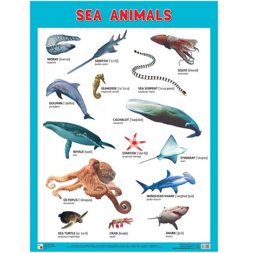 Плакаты (англ). Sea Animals (Морские обитатели)- купить в магазине Кассандра, фото, 9785431510090, 