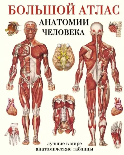 Большой атлас анатомии человека - купить в магазине Кассандра, фото, 9785170779093, 